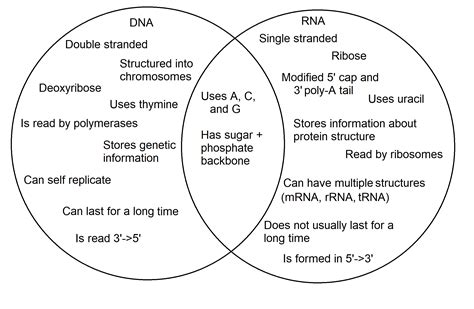 Dna Vs Rna — Differences And Similarities Expii