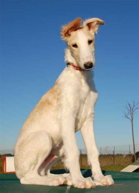 Get To Know The Borzoi From Russia With Love