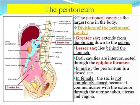 The Peritoneum Peritoneal Cavity Dr Kumar Satish Ravi