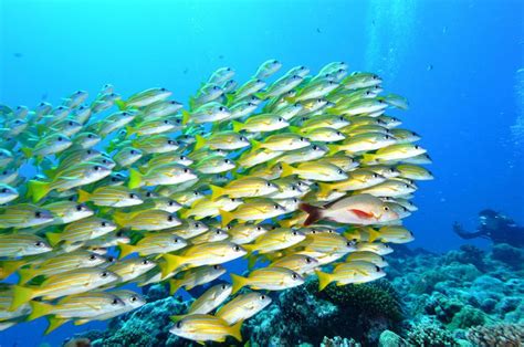 Images Of Schools Of Fish Free The Ocean