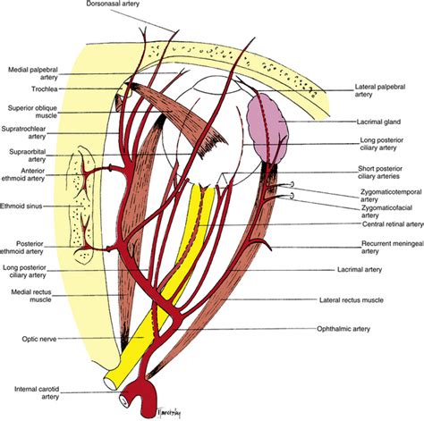 Lacrimal Artery Liberal Dictionary