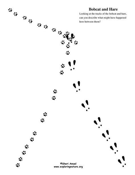 It's an important skill for understanding text, as authors often imply themes and learn about indirect characterization with this printable worksheet on making inferences and understanding character traits. Animal Tracking Observation vs. Inference Activity from ...
