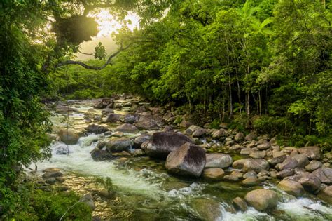 Top 10 Largest Forests In The World The Mysterious World