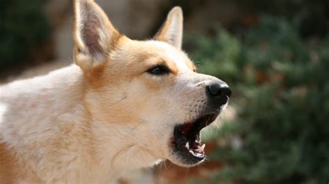 How To Stop Your Dog From Barking—without Yelling Reader