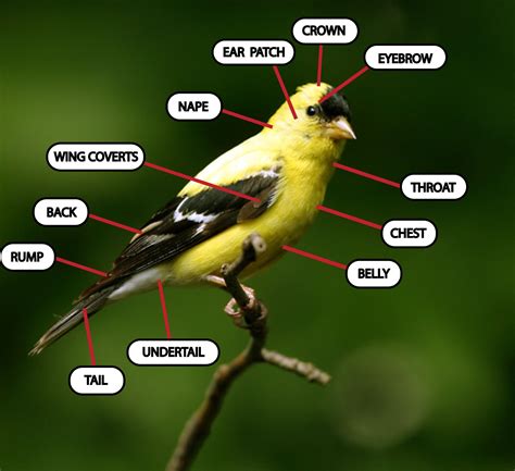 Bird Parts Bird Identification Shapes Bird