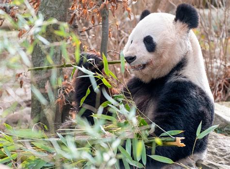 How Giant Panda Manage To Stay Chubby And Heathy While Feeding On