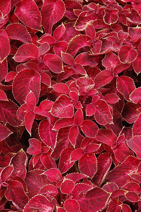 (red) products are available on amazon and partner retail sites, as well as in stores. Wizard Velvet Red Coleus (Solenostemon scutellarioides ...