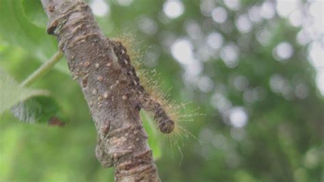2021 Shaping Up To Be Bad Year For Browntail Moth In Maine