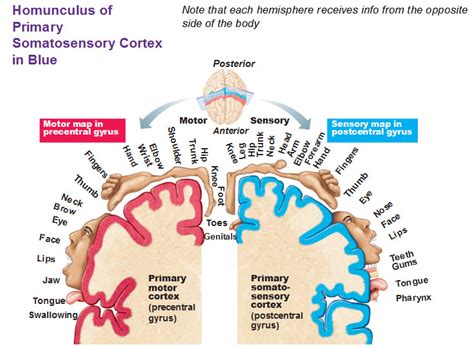 Functional Areas Of The Cerebral Cortex Antranik Org