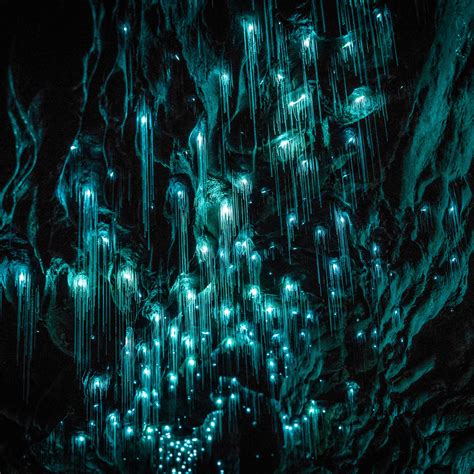 Exploring New Zealands Incredible Waitomo Glowworm Caves Glowworm Caves New Zealand Glow