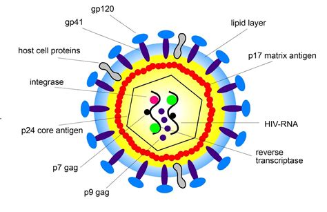 Hiv Virus Structure Of Hiv Virus