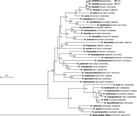 Phylogenetic Tree Of Helicobacter Cinaedi Neighbor Joining Tree