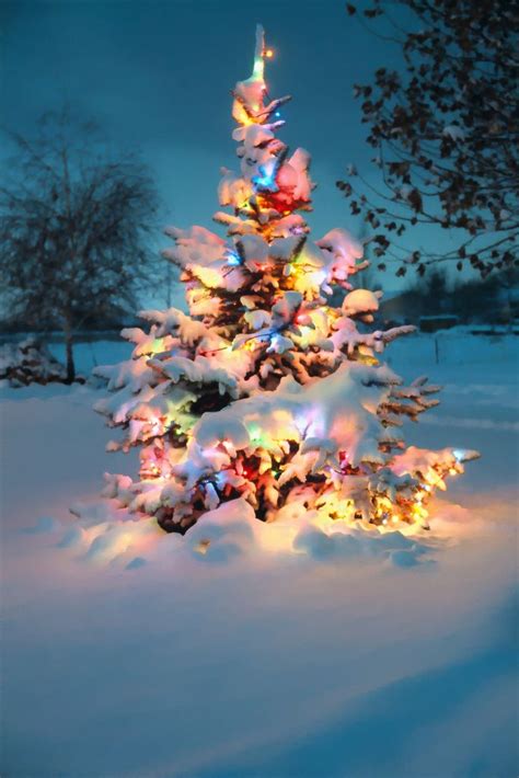 Snow Covered Christmas Tree With Colorful Lights Snow Covered
