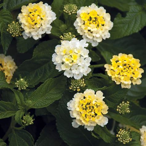 4 In White And Yellow Mounding Lantana Plant 91211 The Home Depot