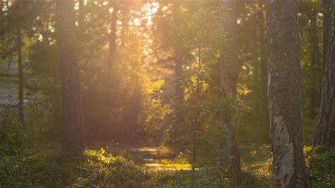 日落 森林 树 自然 森林景观 景观 太阳高清大图，无版权商业图片免费下载