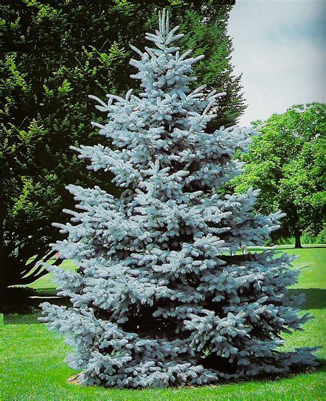 Hoopsii Blue Spruce Trees For Sale The Tree Center