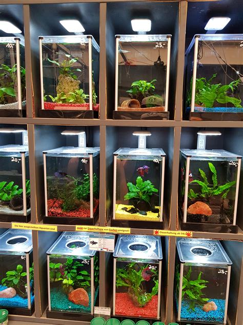 Betta Fish Plant Tank Betta Bowl Setup Step By Step With Live Plants