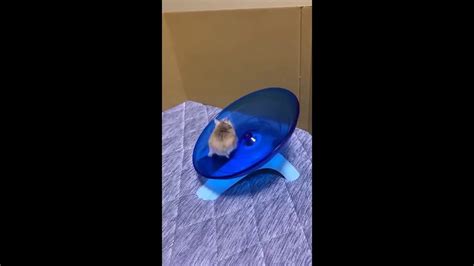 Hamster Falls Off Wheel Youtube