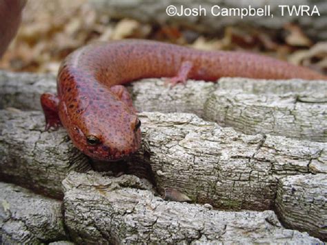 Red Salamander State Of Tennessee Wildlife Resources Agency