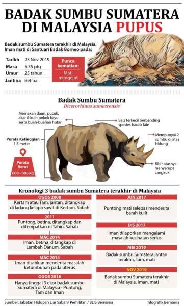Kepupusan Badak Sumbu Sumatera Di Malaysia Daily Rakyat