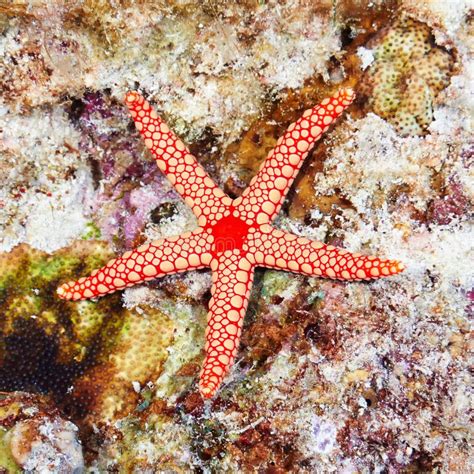 Sea Star Stock Photo Image Of Life Ocean Nature Star 12344230