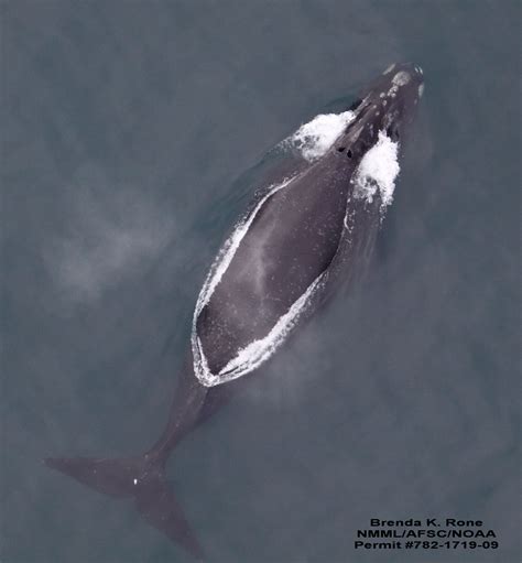 North Pacific Right Whale Whale And Dolphin Conservation Usa
