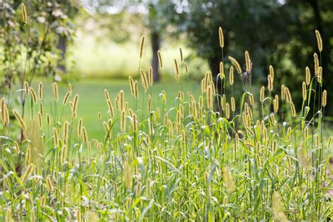 Grass Allergy A Beginners Guide W Photos Allerma™