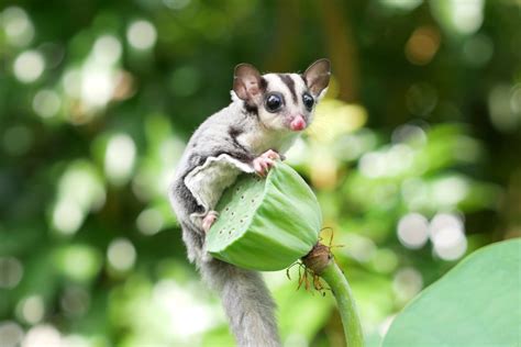 20 Sugar Glider Colors And Patterns Explained With Pictures