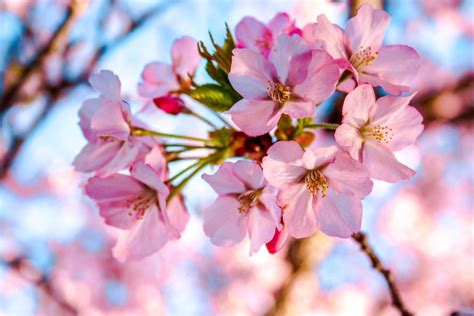 Visiting The Cherry Blossoms In Washington Dc Eatlivetraveldrink