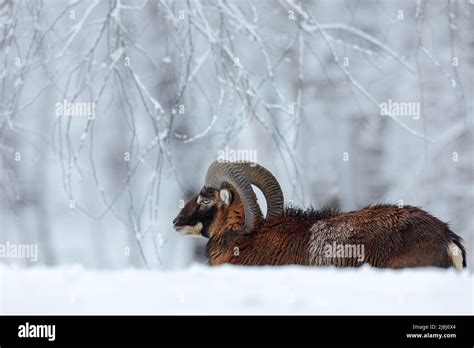 Winter Landscape With Brown Animal Mouflon Ovis Orientalis Winter