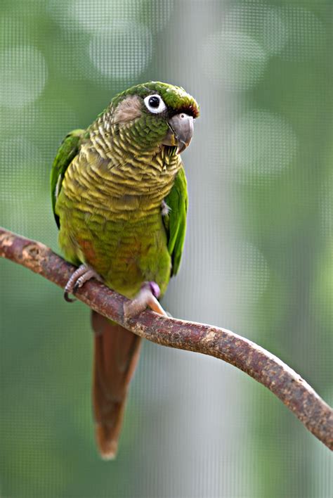 Parrot Conure Parakeet Perched Amazing Nature Branch Birds
