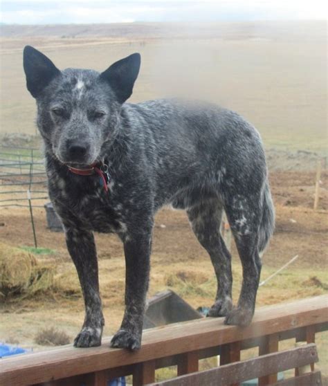 17 Best Images About Dogs Heelers Australian Cattle Dogs