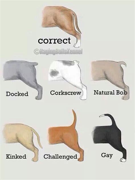 Only The Top Is The Correct Tail According To Breed Standards For The