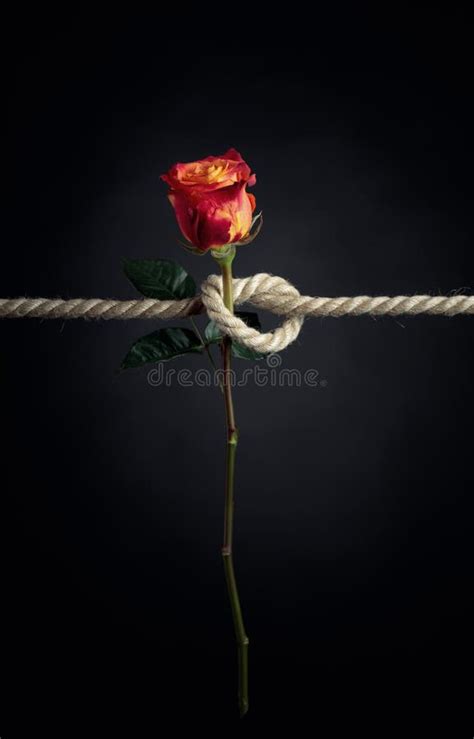 Red Rose Is Tied With A Rough Rope The Concept Of Slavery Or Hostage