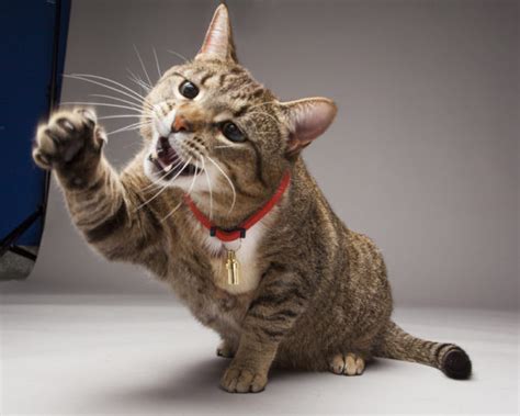 Why Cats Need Their Claws Ontario Spca And Humane Society