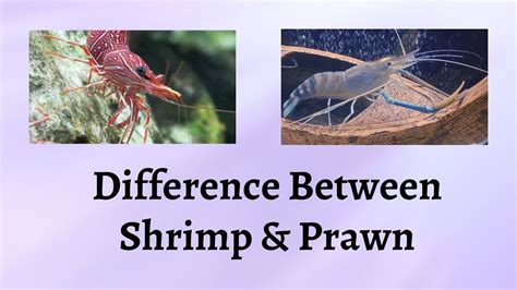 Difference Between Shrimp And Prawn Two Of The Seas Tiniest Wonders