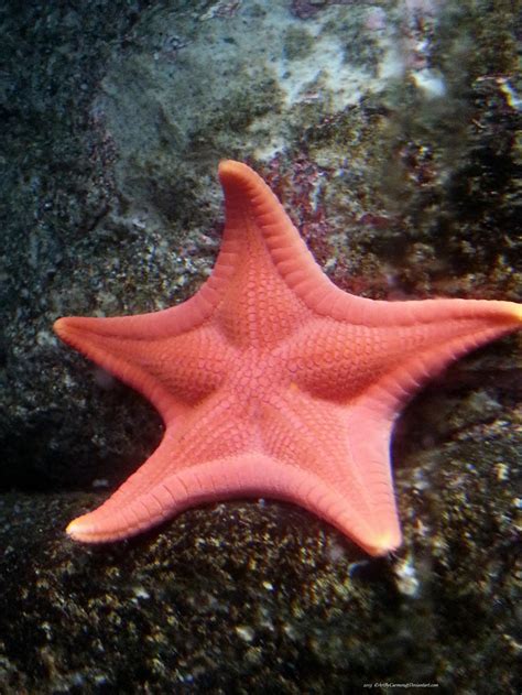 Pink Starfish By Crosario On Deviantart