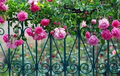 Pink Climbing Rose On Forged Fence In Garden Stock Image Image Of