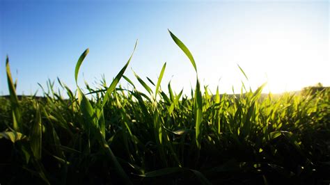 Grass Blurred Depth Of Field Nature Landscape Green Clear Sky