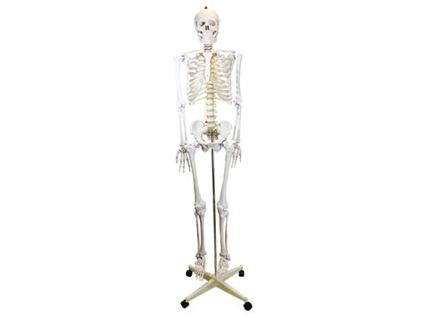 Lifesize Skeleton 180cm