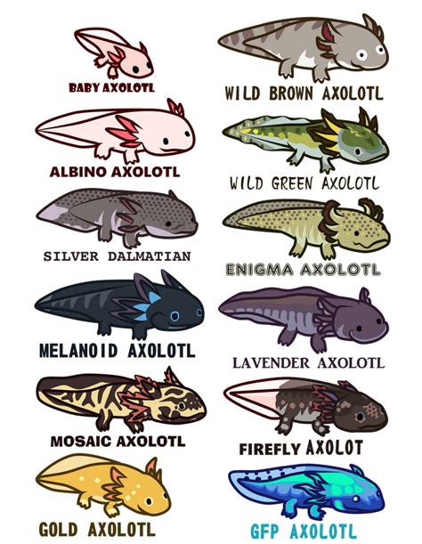 Axolotl Morphs And Colors By Impulseimpact On Deviantart