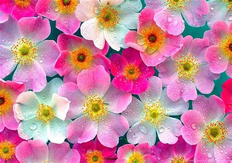 Gambar Bunga Bunga Warna Warni Cantik 1024x768 Download Hd
