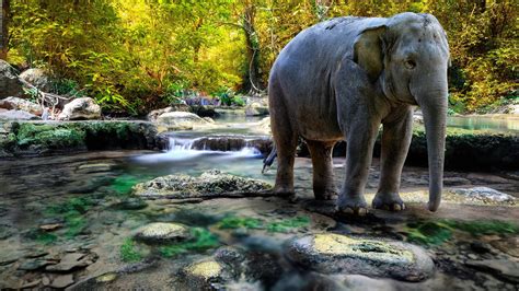elephants, River, Nature, Animals Wallpapers HD / Desktop and Mobile