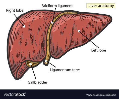 Anatomical Atlas Structure Liver Medical Vector Image