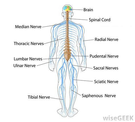 Nervous System Body Systems