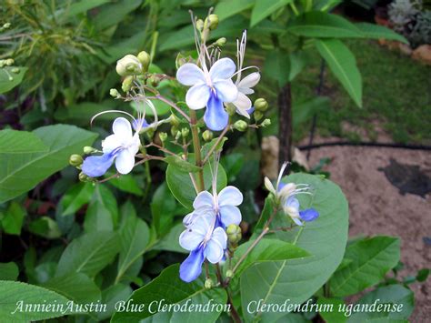 Placement of order does not always confirm it will ship exactly as ordered or exactly all on that ship date, but we will do the best to get it done and confirmation should be given within 1 business day. The Transplantable Rose: Blue Butterfly Bush Clerodendrum ...