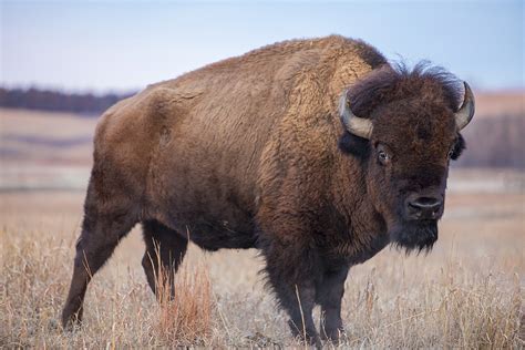 Yellowstone Begins Capturing Bison To Control Herd Numbers