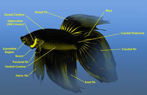 How many weeks can you tell the babies gender? Telling Gender - Betta Care Central