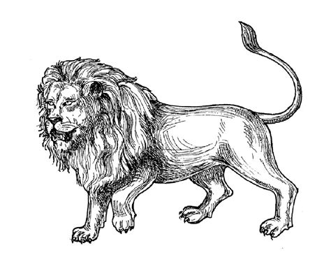 Africa Lion Lions Adult Coloring Pages Page Easter Adult Coloring