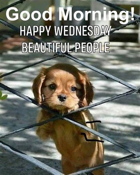 It S Wednesday Funny Happy Wednesday Meme With Wednesday Quotes Artofit